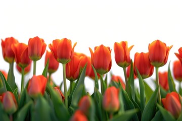 A field of orange tulips with green leaves. Perfect for spring-themed designs