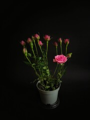 pink tulips in a vase