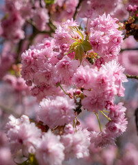 Beautiful spring flower blooming sakura