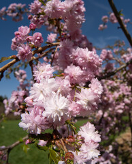 Beautiful spring flower blooming sakura