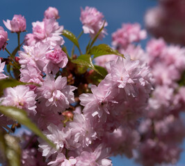 Beautiful spring flower blooming sakura