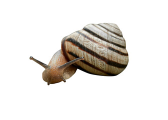 snail png  © оля оля