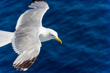 Seagull in flight. Seagull  in flight against blue sea.