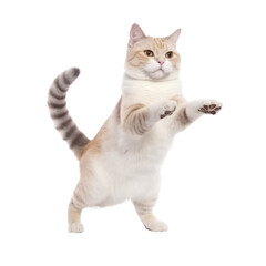 Obraz premium cat looking isolated on white