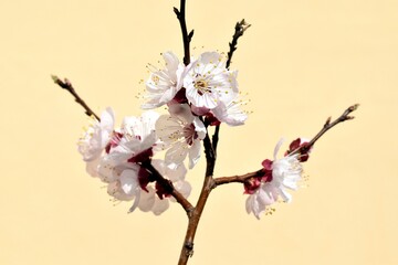 Blossoming twig of fruit tree close up, spring time