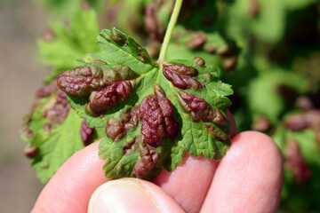 Reddish blisters on red currant leaves caused by aphids (Cryptomyzus ribis). Woman's hand showing upper side of currant leaf
