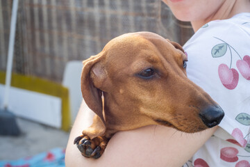 The image shows a dachshund dog in the arms of a woman on the street.