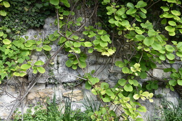 Actinidia chinensis au jardin au printemps - 782206168