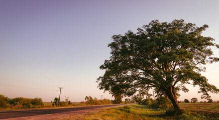 sunset on the road against a big tree
