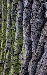 Tree bark close-up. Creases and cracks in the bark. Bark background