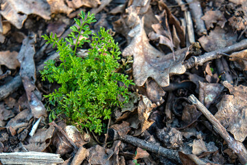 A bright green bush of spring grass against the background of brown fallen oak leaves and branches from last year.