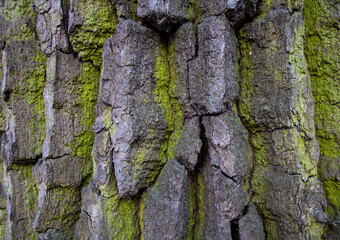 Tree bark close-up. Creases and cracks in the bark. Bark background