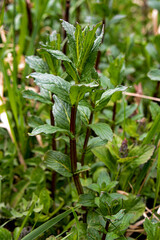 Mint. A mint bush grows in the garden. Cultivation of medicinal plants. Green mint leaves for cocktails and decorating dishes.