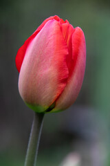 A red tulip. Closed dense fresh tulip bud close-up. The primroses bloomed in the spring.