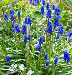 Flower meadow. Muscari. A dark blue spring flower. Primroses on the lawn.