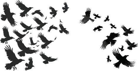 Flock of crows. Migrating flight group of wild rooks ornithology concept