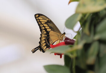 Königs-Schwalbenschwanz -  King swallowtail
