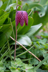 The flower is a checkerboard grouse. Fritillary imperialis. A purple speckled flower. Spring primrose