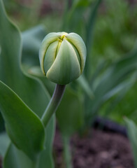 Tulip. A large bud with tightly closed petals. Green spaces. Flower bed with blooming primroses