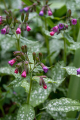 Honeydew with pink, purple and lilac flowers. A spring flower in a forest glade. Beautiful leaves and juicy greens with white spots. The primrose.