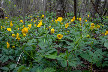 Spring yellow primroses. The buttercup is creeping. A sunny spring meadow in the forest covered with flowers. Bushes of the first flowers.