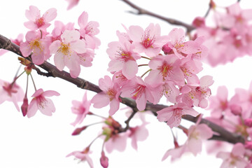 Vibrant Cherry Blossoms in Full Bloom