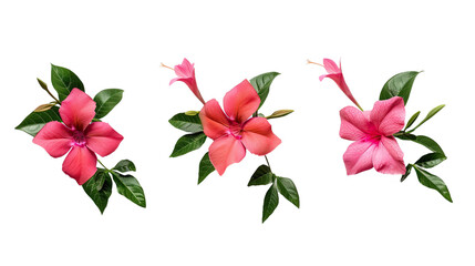 Mandevilla flower digital art in vibrant pink bloom, isolated on transparent background. Top view botanical illustration for summer garden designs.