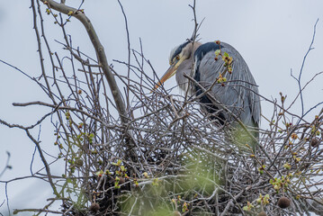 Great blue heron nesting in tree high above ground