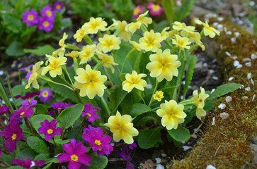 Family of beautiful yellow and magenta primroses bloom on spring flower bed . Gardening, planting ,growing primroses concept.