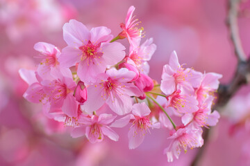 Obraz premium Vibrant Cherry Blossoms in Full Bloom