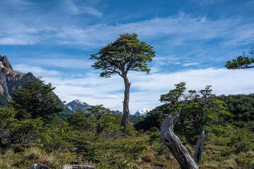 Obraz premium Albero solitario, Patagonia