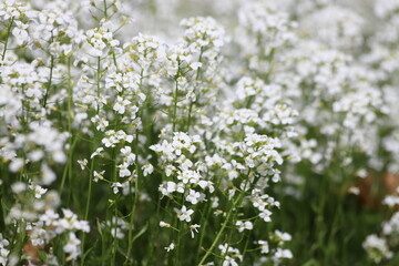Arabis hirsuta known as hairy rock cress, white flowering plant.