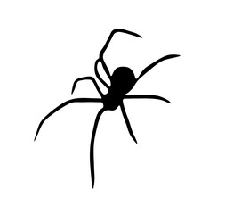 Vector isolated one single big black spider tarantula colorless black and white outline silhouette shadow shape stencil solid black