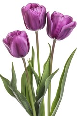 Naklejka premium Three purple tulips with green leaves in a vase, perfect for floral arrangements