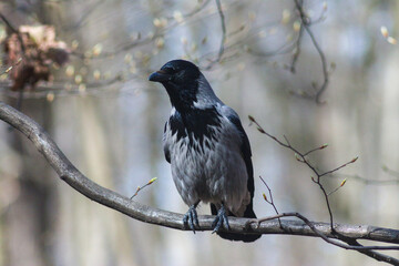 The Hooded Crow On The Branch
