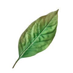 A green leaf on a Transparent Background