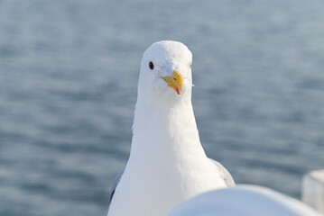 オオセグロカモメ
