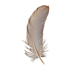 Feather on transparent