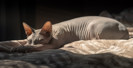Sphynx cat basking in the sun