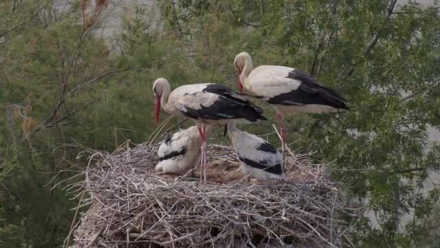 Adult storks and their chicks nestle together in a sturdy treetop nest, of wildlife high above the ground