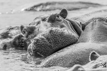 Hippo, St. Lucia, Südafrika