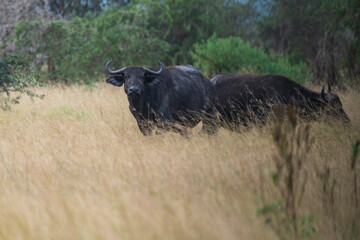 African buffalo in the grass