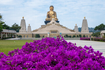 Pink and purple Bougainvillea flowers at Fo Guang Shan Buddha Museum in Kaohsiung, Taiwan.