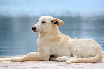 Duży pies odpoczywający nad brzegiem wody w Midoun Tunezja - obrazy, fototapety, plakaty