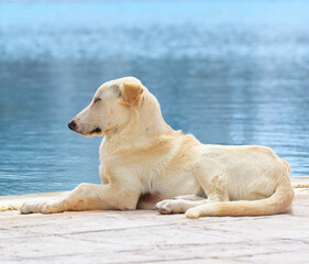 Duży pies odpoczywający nad brzegiem wody w Midoun Tunezja