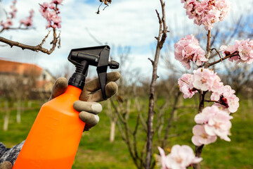 Spraying Fruit Tree with Organic Pesticide or Insecticide in Spring. 