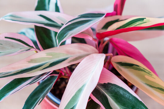 Variegated stromanta tricolor with a unique pattern of exquisite leaves.Top view, close up. Indoor plants in pots, green home decor, care and cultivation. Selective foces