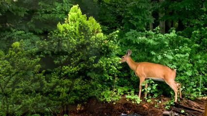 This Doe is feeding is on the weeds that are growing along my compost pile just beside our Shed....