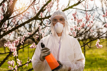 Spraying Fruit Tree with Organic Pesticide or Insecticide in Spring. 