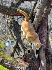 Orange cat climbing down a redbud tree